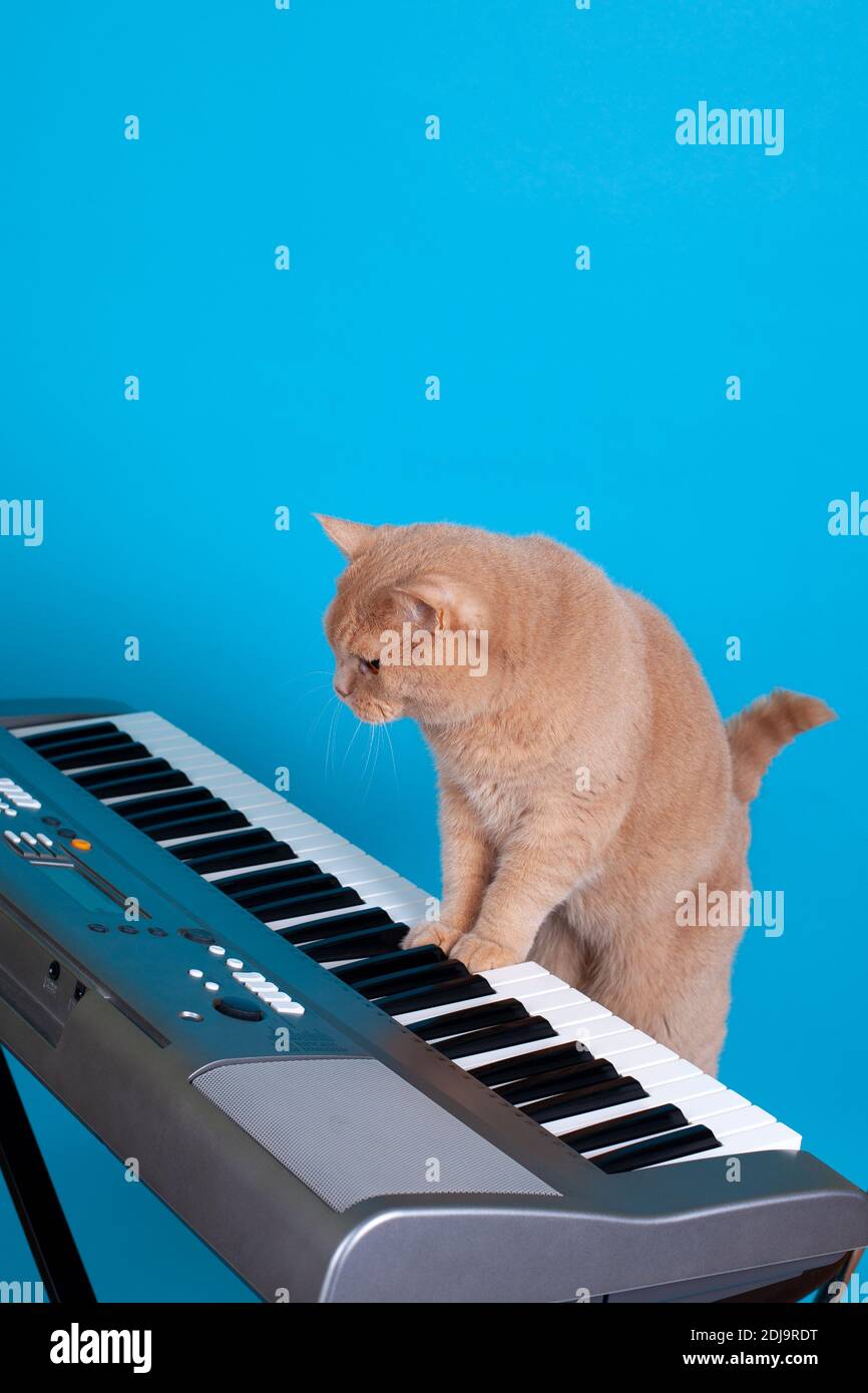 Joke, symbole, rouge chat écossais apprendre à jouer un piano d'instrument  de musique, isolé sur fond bleu Photo Stock - Alamy