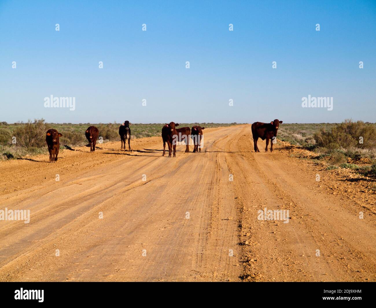 Catlle bloquant la route de William Creek en direction de Coober Pedy, Australie méridionale Banque D'Images