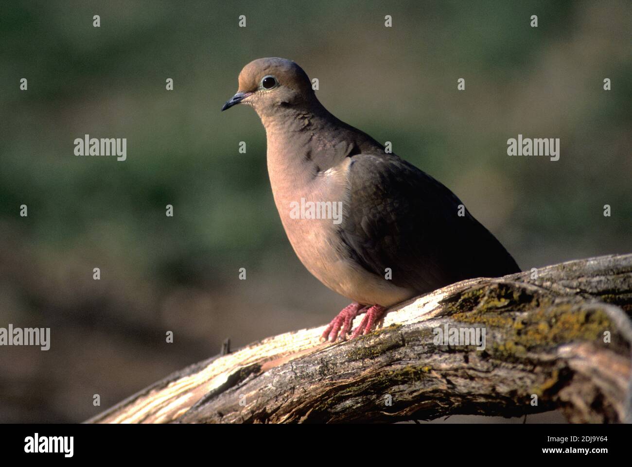 Colombe en deuil (Zenaida macroura) Perching sur une branche d'arbre dans le sud-ouest de l'Idaho Banque D'Images