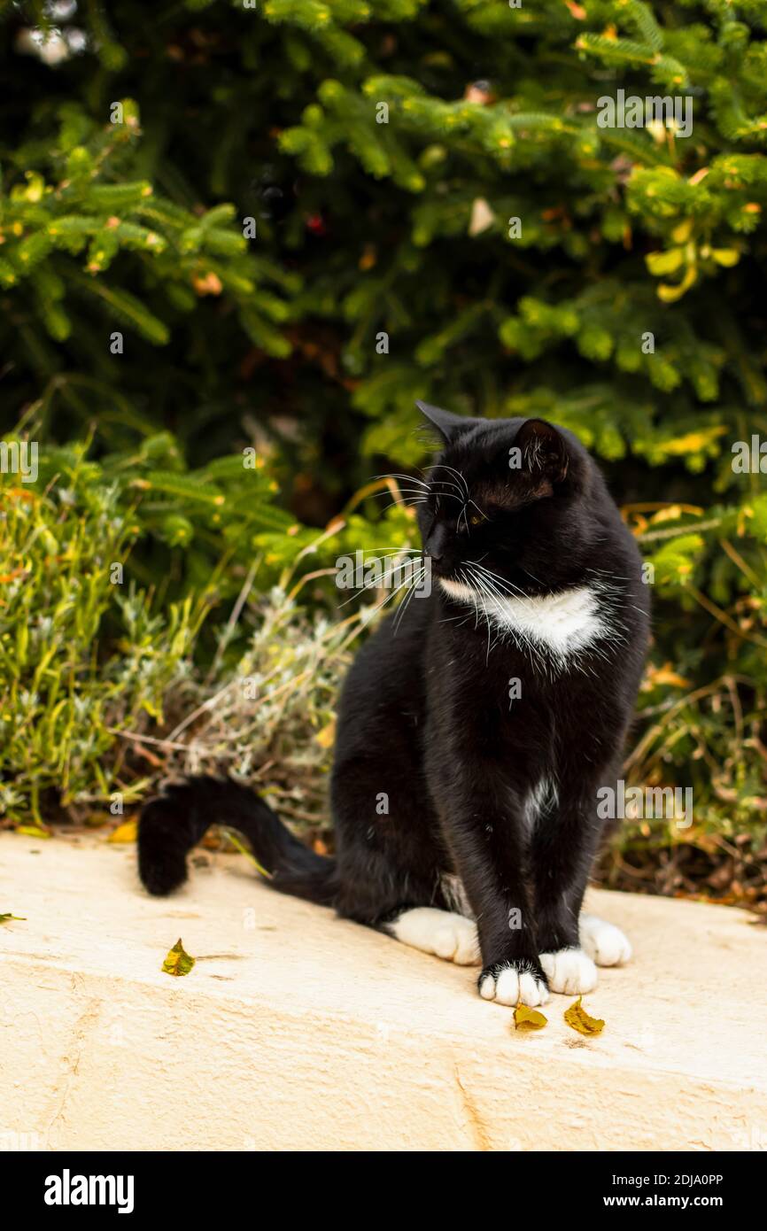 Chat Noir Avec Moustache Blanche En Gros Plan Beau Chat Assis Avec Ses Yeux Fermes Un Chaton Dormait Sur Un Fond De Jardin Flou Les Homeles De Rue Photo Stock Alamy