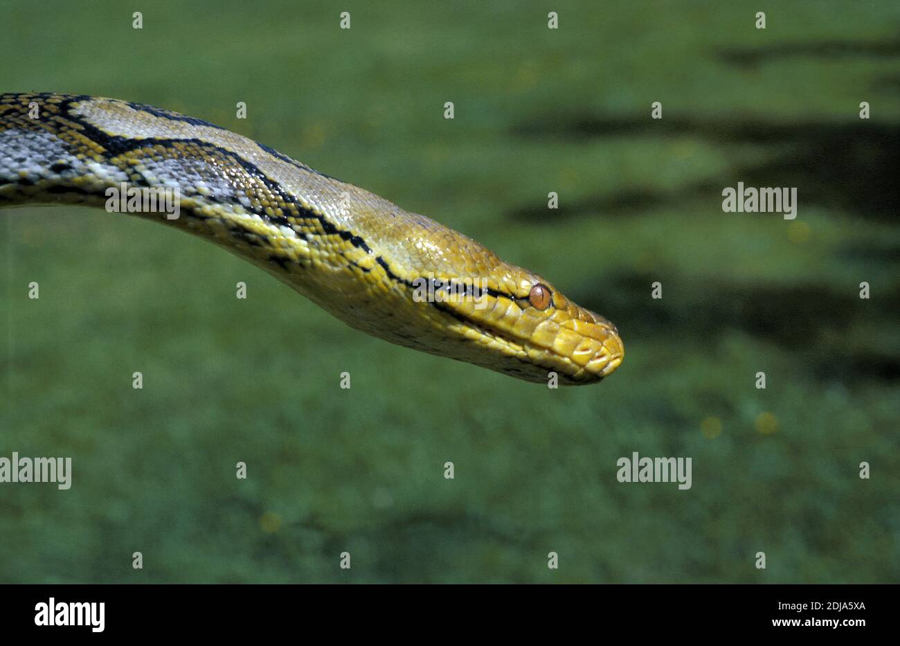 Python réticulé, python reticulatus, Chef Banque D'Images