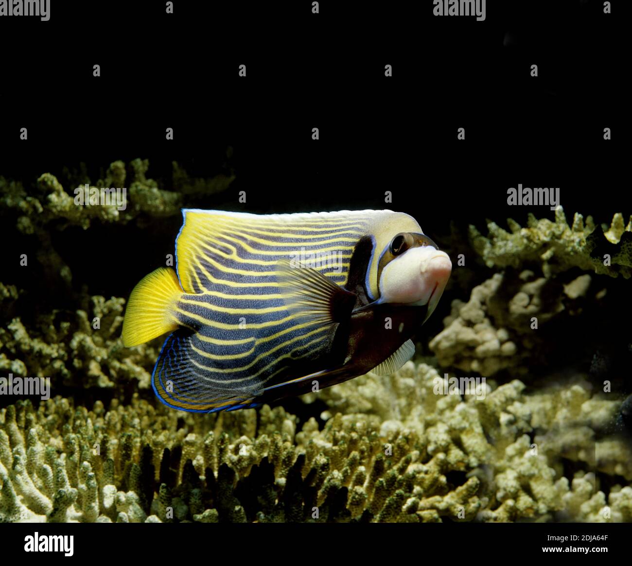 Emperor Angelfish Pomacanthus imperator, Banque D'Images