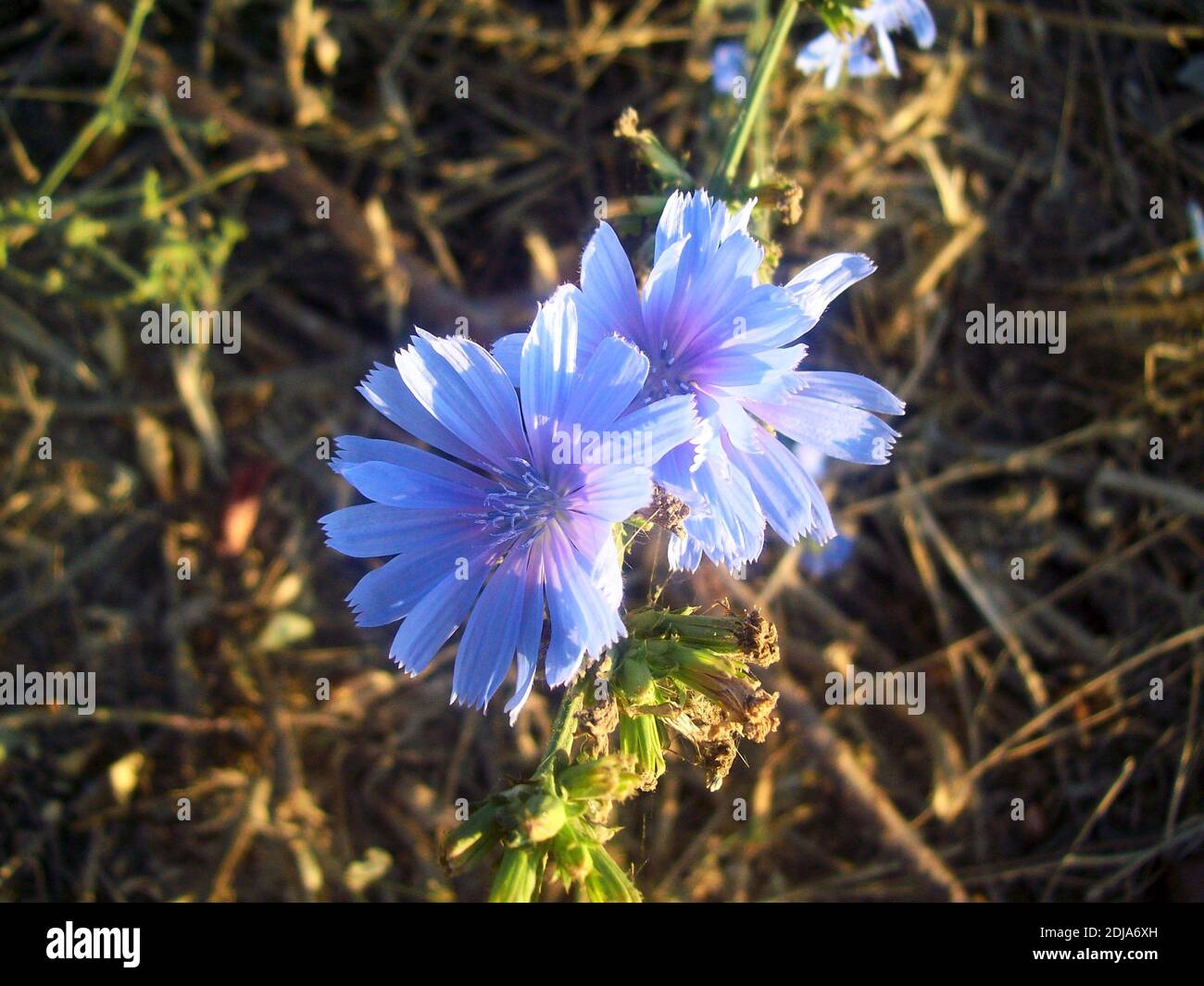 Deux fleurs de cichorium bleues ensoleillées Banque D'Images