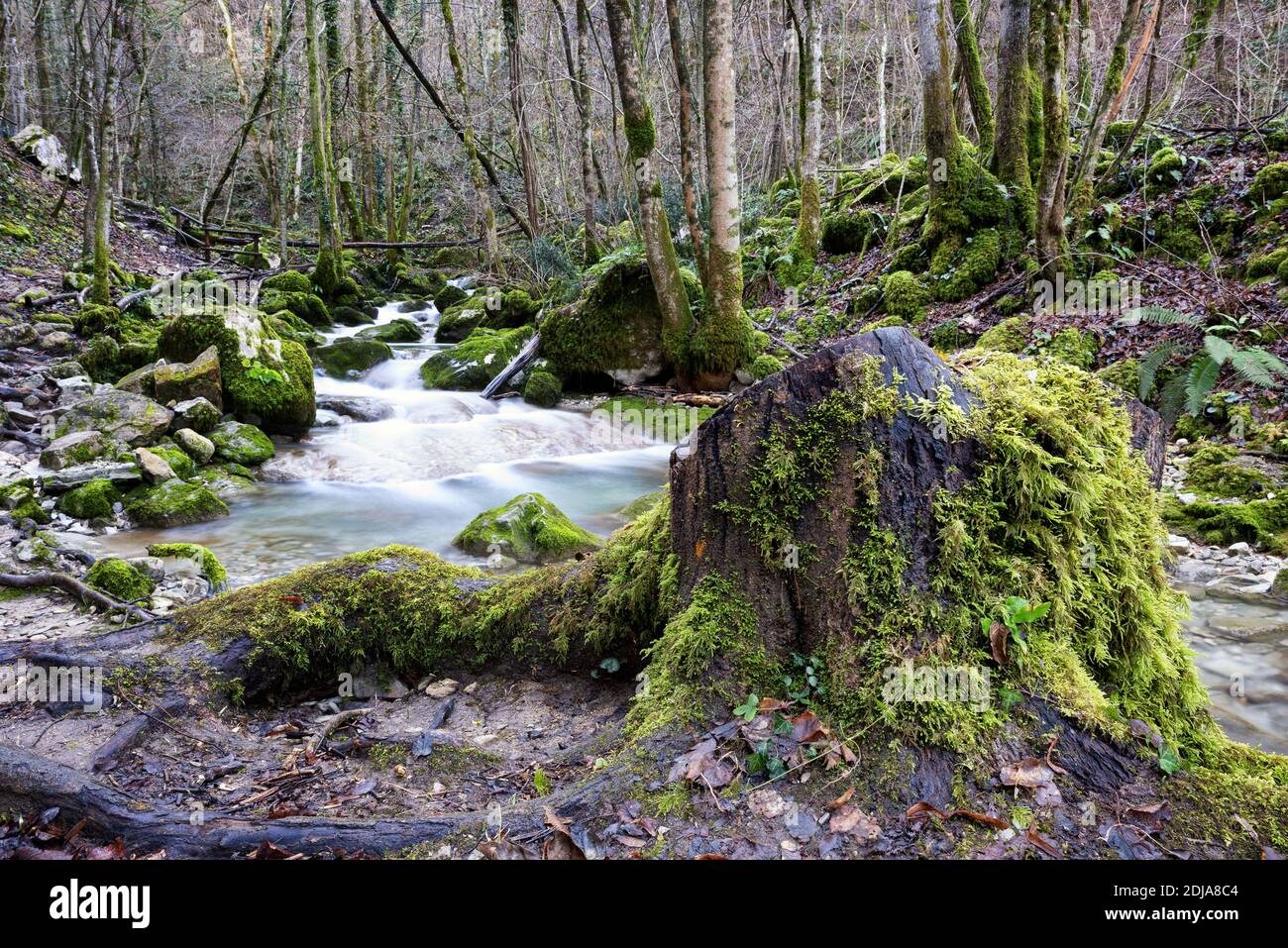 Mountain creek s'étend sur une forêt avec des rochers et des arbres couverts de mousse. Valli del Natisone nature, Friuli Venezia Giulia, province d'Udine, Italie. Banque D'Images