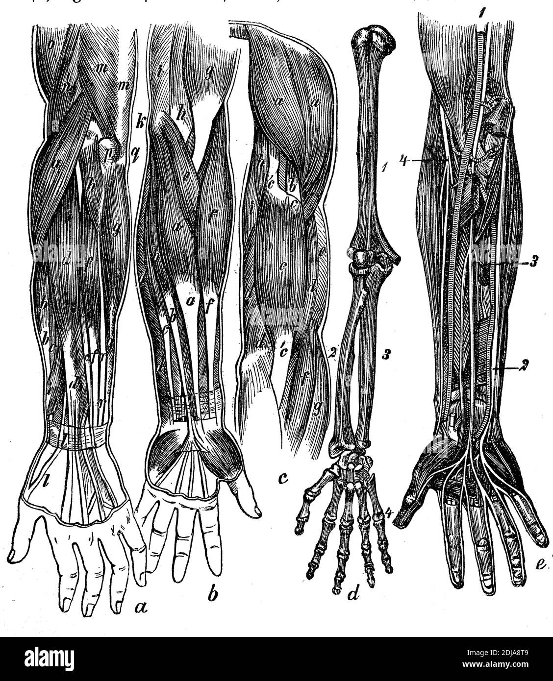 Anatomie, bras humain avec muscles, nerfs, vaisseaux sanguins et os / Anomie, bras menschlicher mit Muskeln, Nerven, Blutgefäßen und Knochen, Historisch, historique, numérique reproduction améliorée d'un original du 19ème siècle / digitale Reproduktion einer Originalvoraus lage dem 19. Jahrhundert, Banque D'Images