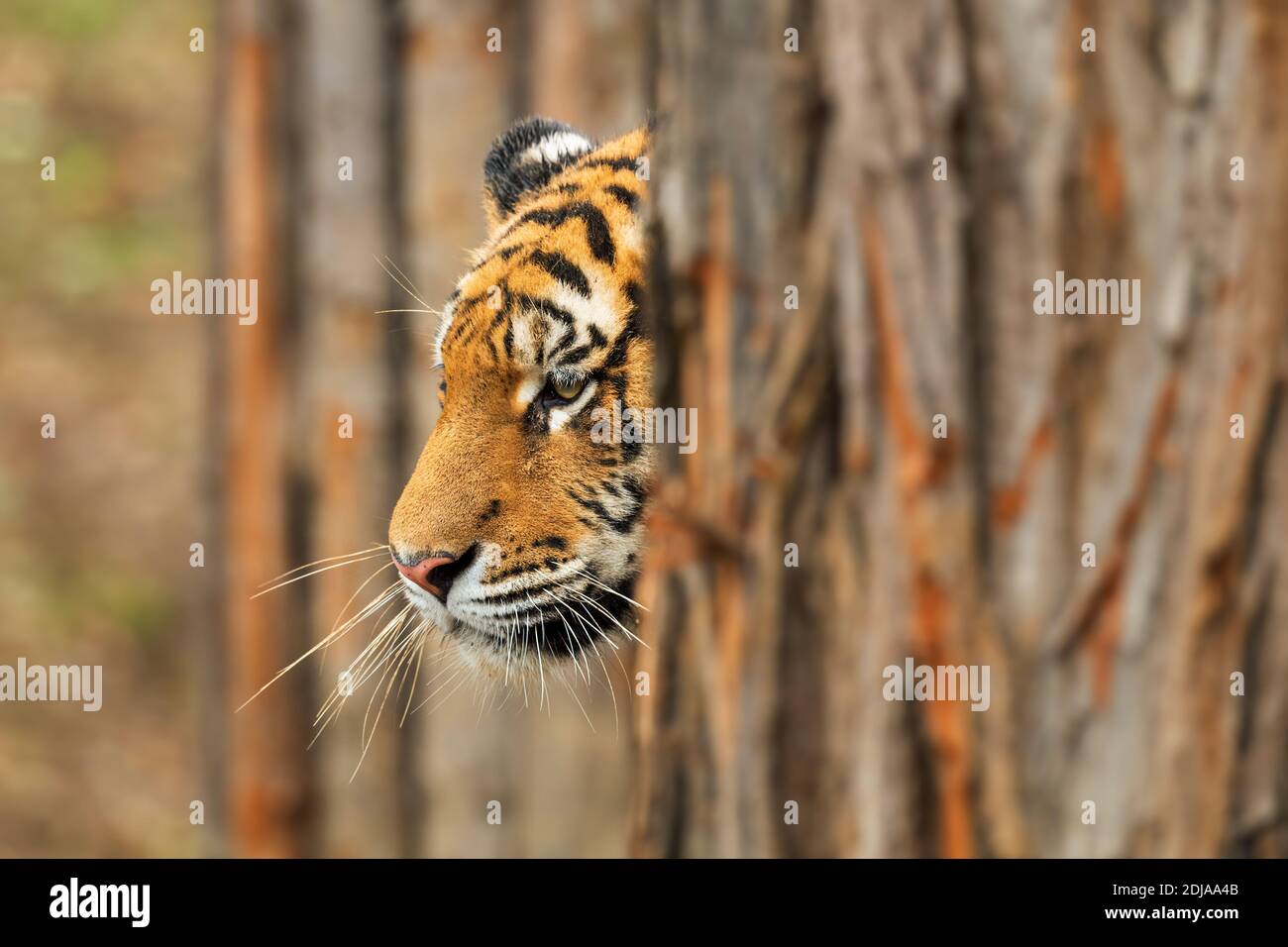 Tigre de Sibérie - Panthera tigris, beau grand chat des forêts et des bois asiatiques, Russie. Banque D'Images