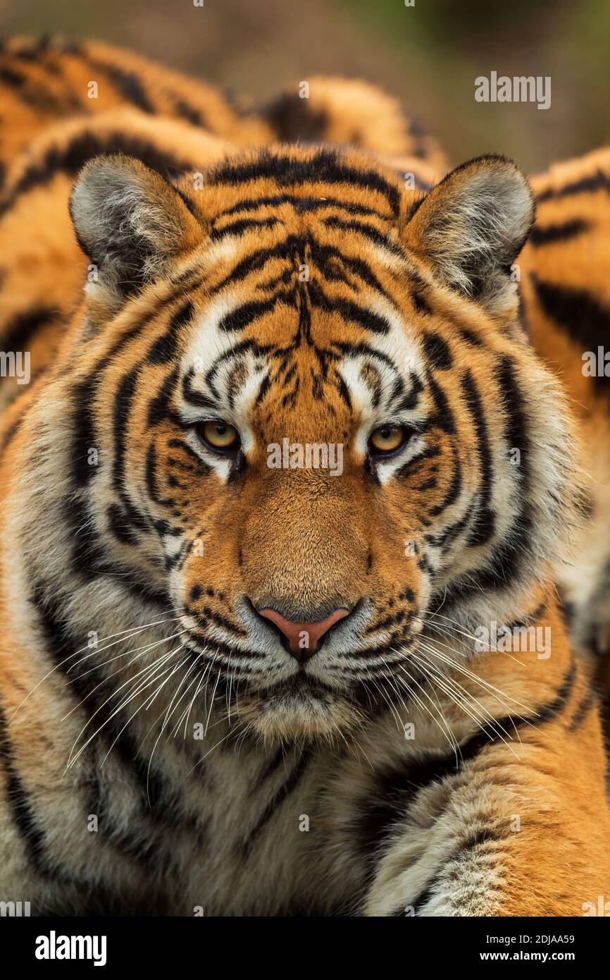 Tigre de Sibérie - Panthera tigris, beau grand chat des forêts et des bois asiatiques, Russie. Banque D'Images