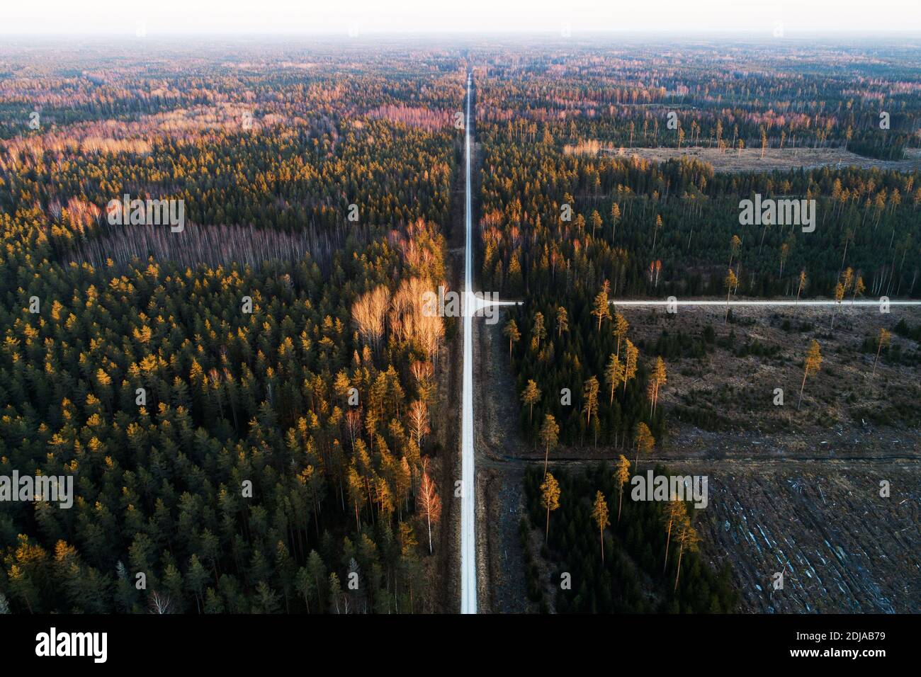 Une antenne d'une petite route traversant des bois avec des forêts mixtes et des zones découpées en Estonie, en Europe du Nord. Banque D'Images