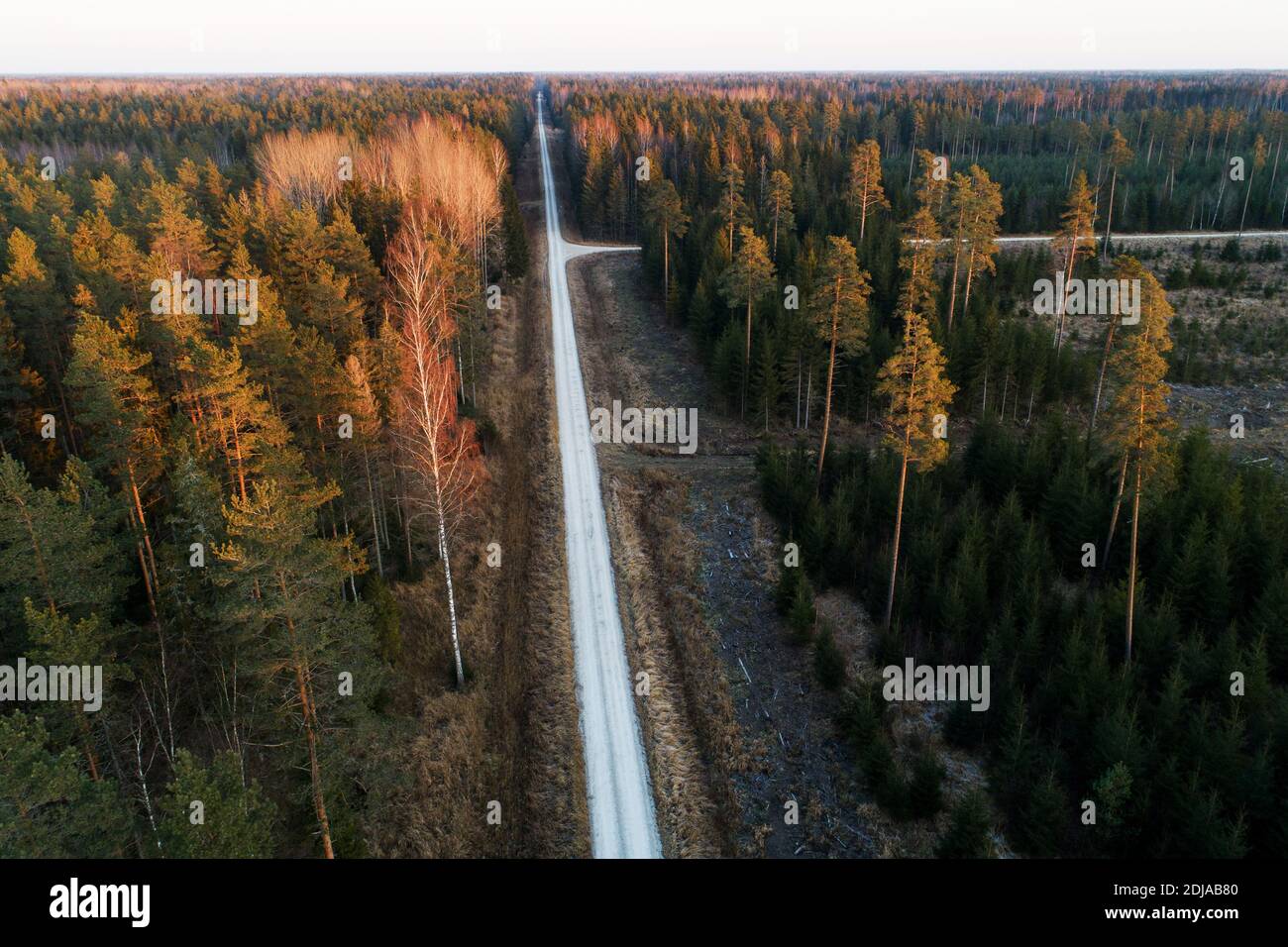 Une antenne d'une petite route traversant des bois avec des forêts mixtes et des zones découpées en Estonie, en Europe du Nord. Banque D'Images