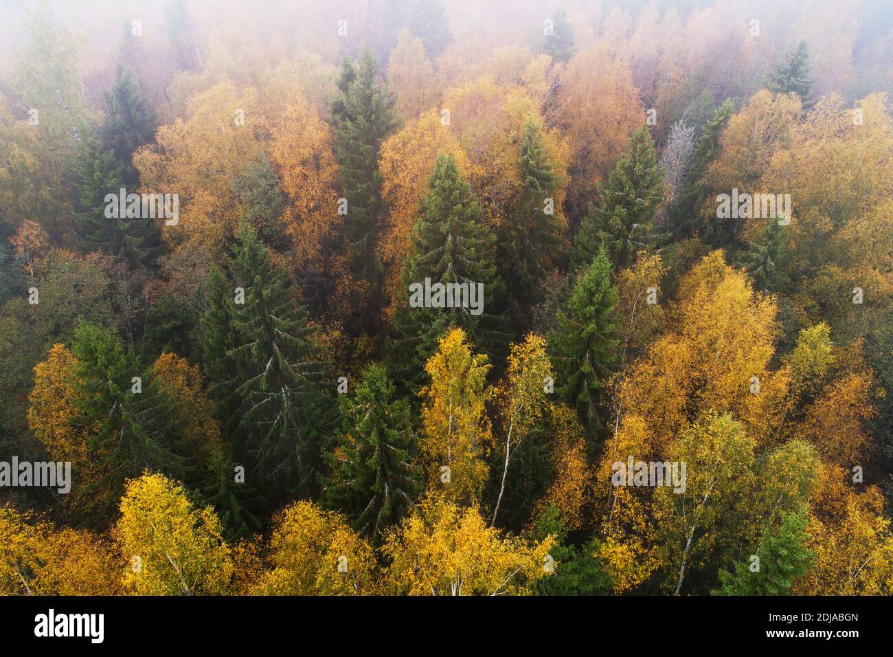 Vue aérienne de la forêt boréale sauvage luxuriante pendant le feuillage d'automne coloré dans la nature européenne. Banque D'Images