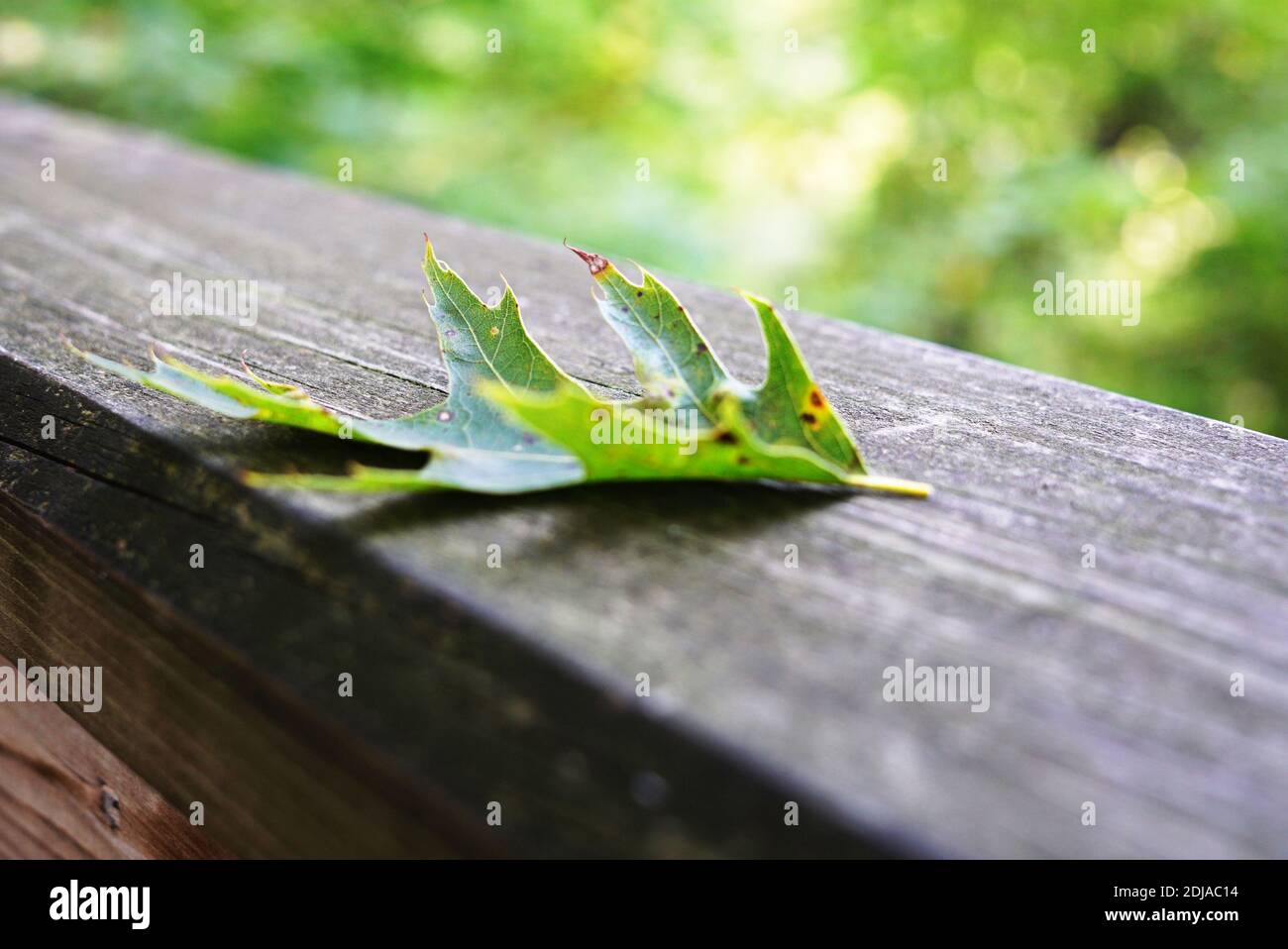 Feuille de chêne tombée sur un vieux parquet usé dans un parc en Hollande, Michigan, États-Unis Banque D'Images