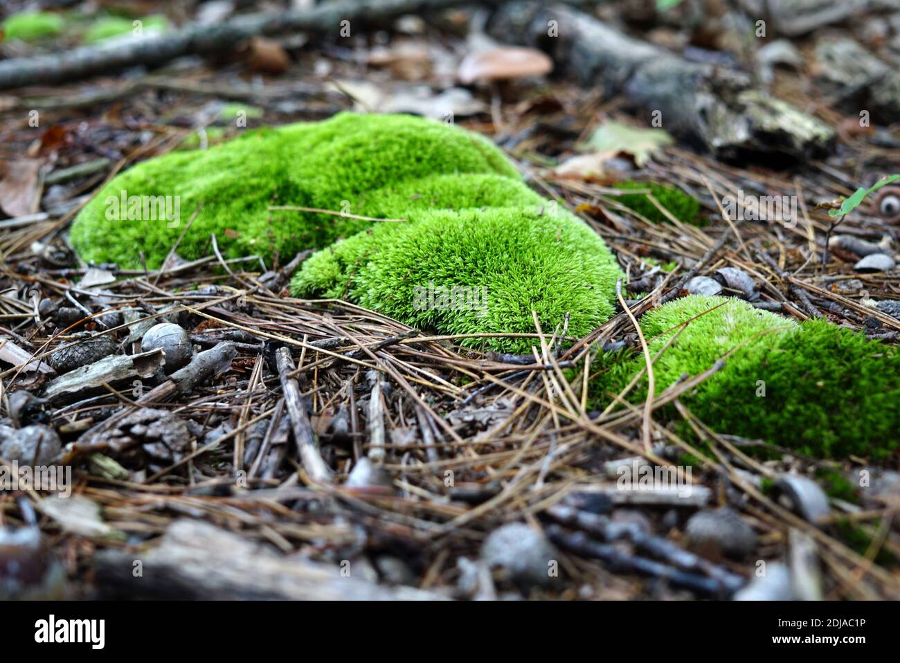 Une belle brousse de mousse dans la forêt et beaucoup d'aiguilles de conifères autour d'elle. États-Unis, Michigan Banque D'Images