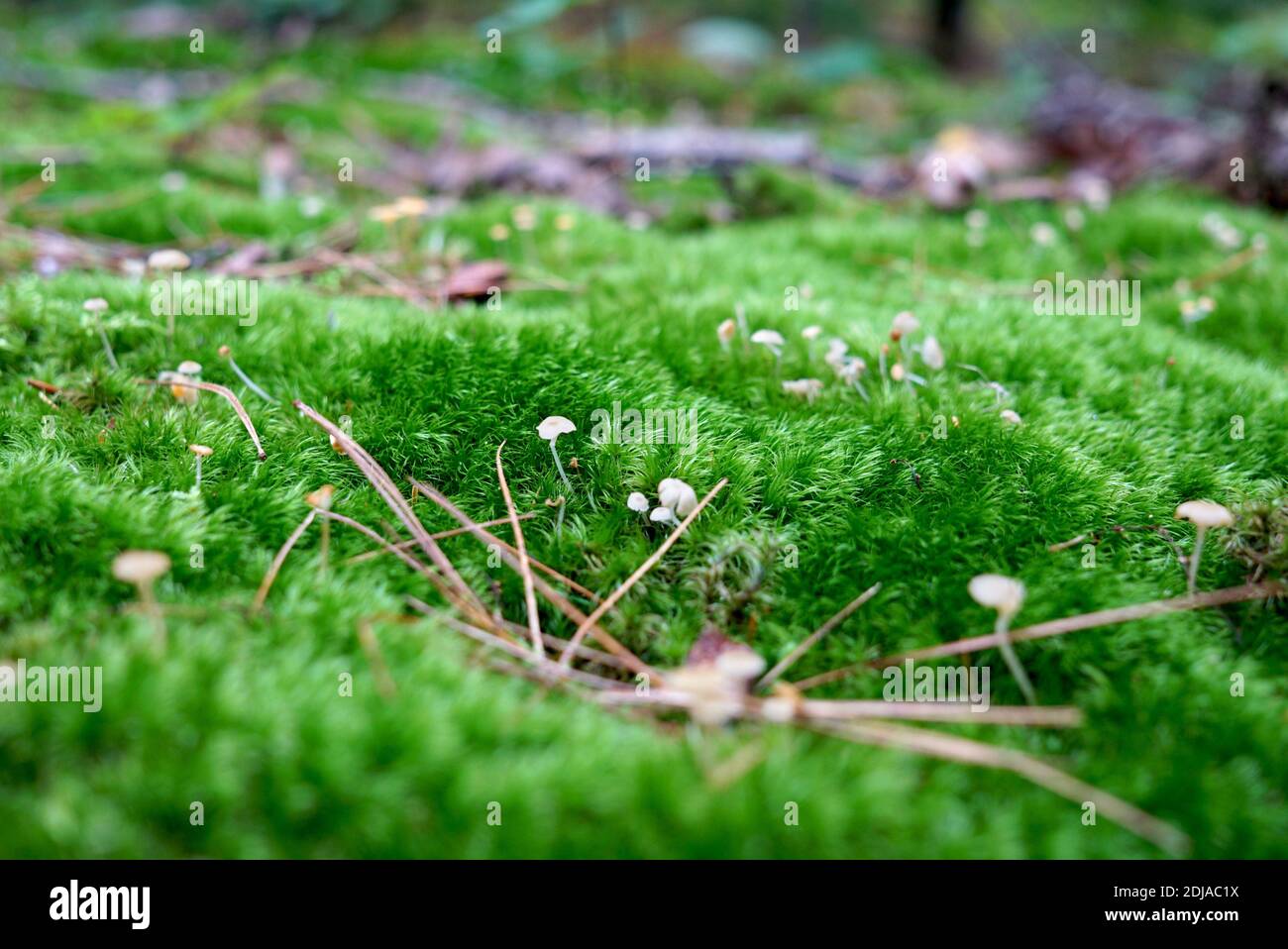 Écosystème forestier, forêt verte moussy gros plan, macro. De petits champignons blancs poussent parmi les mousses. États-Unis, Michigan Banque D'Images