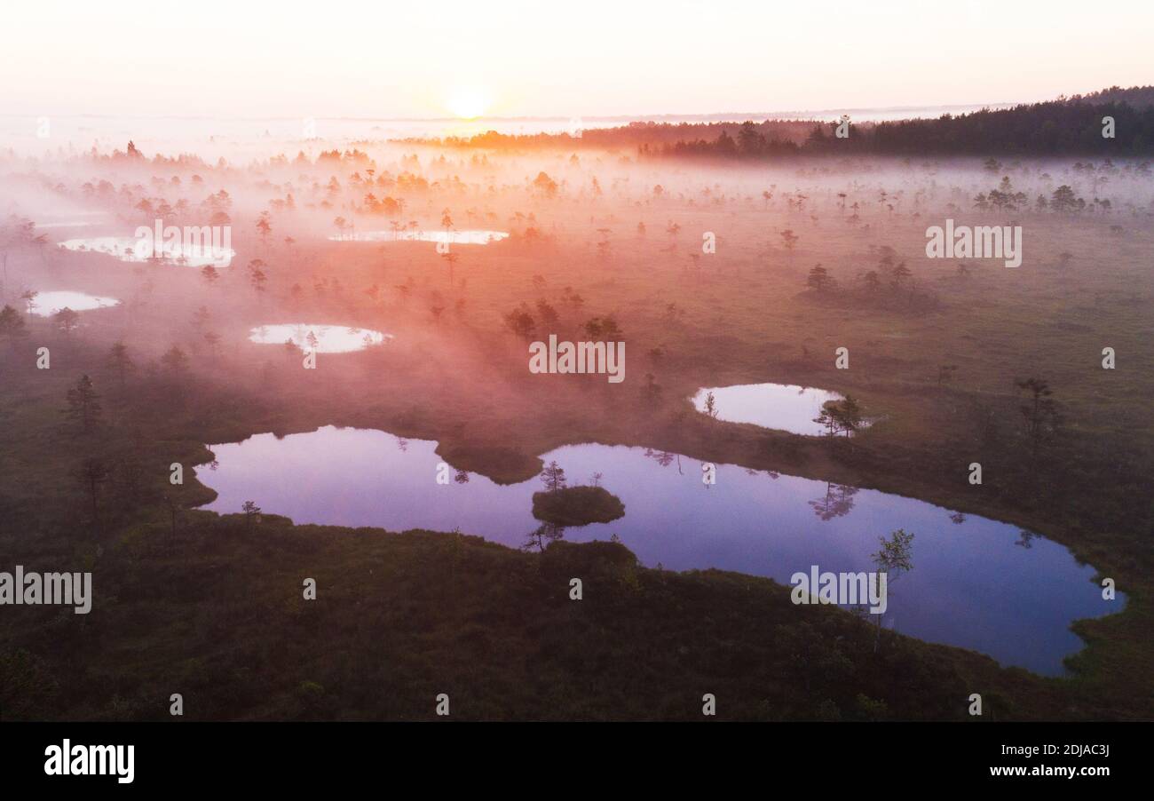 Une antenne d'un lever de soleil dans une tourbière estivale avec de petits lacs de tourbière et des pins. Banque D'Images