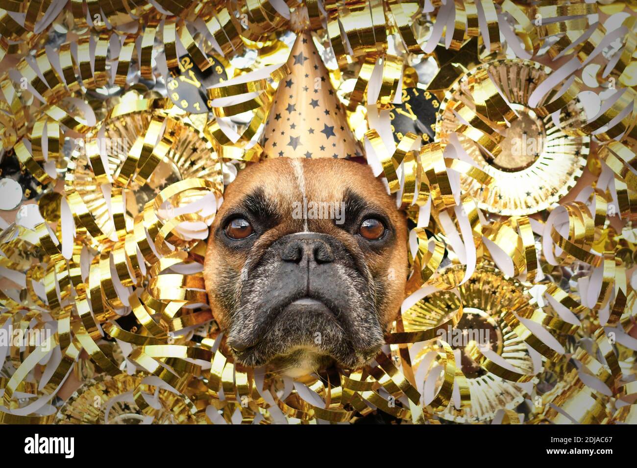 Chien de fête de Silvester. Bulldog français avec chapeau de fête qui colle la tête entre les banderoles en papier doré brillant, les assiettes et les horloges en papier Banque D'Images Chien de fête de Silvester. Bulldog français avec chapeau de fête qui colle la tête entre les banderoles en papier doré brillant, les assiettes et les horloges en papier Banque D'Images
