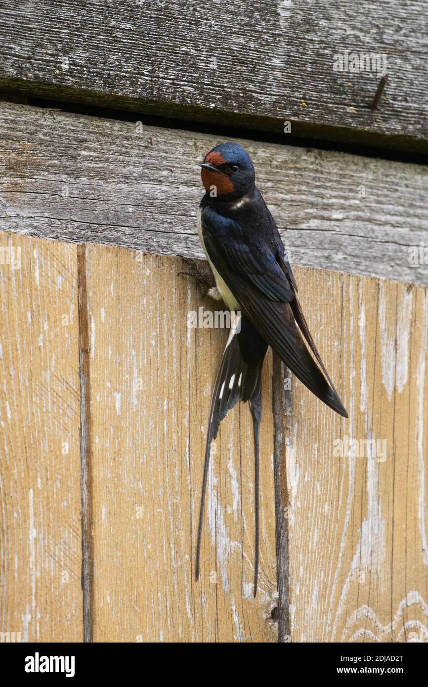 Un vieil hirondelle de Barn mâle, Hirundo rustica reposant sur un mur de bois pendant la saison de reproduction estivale dans la campagne estonienne, en Europe du Nord. Banque D'Images