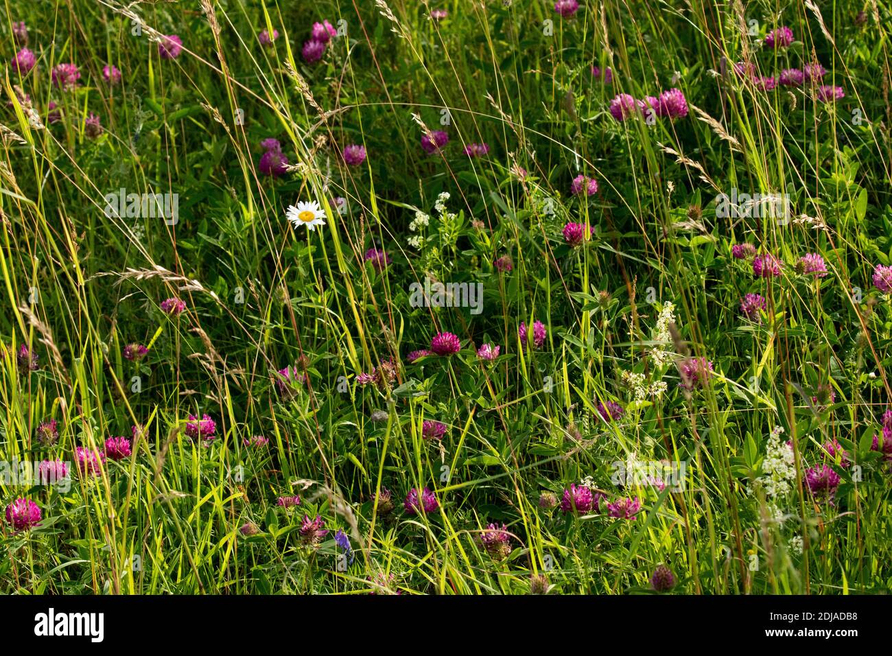 Prairie européenne luxuriante avec différentes fleurs sauvages colorées en fleurs. Tourné dans la campagne estonienne. Banque D'Images