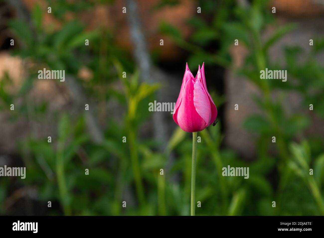 Belle tulipe rose vibrante dans le jardin estonien au printemps. Banque D'Images