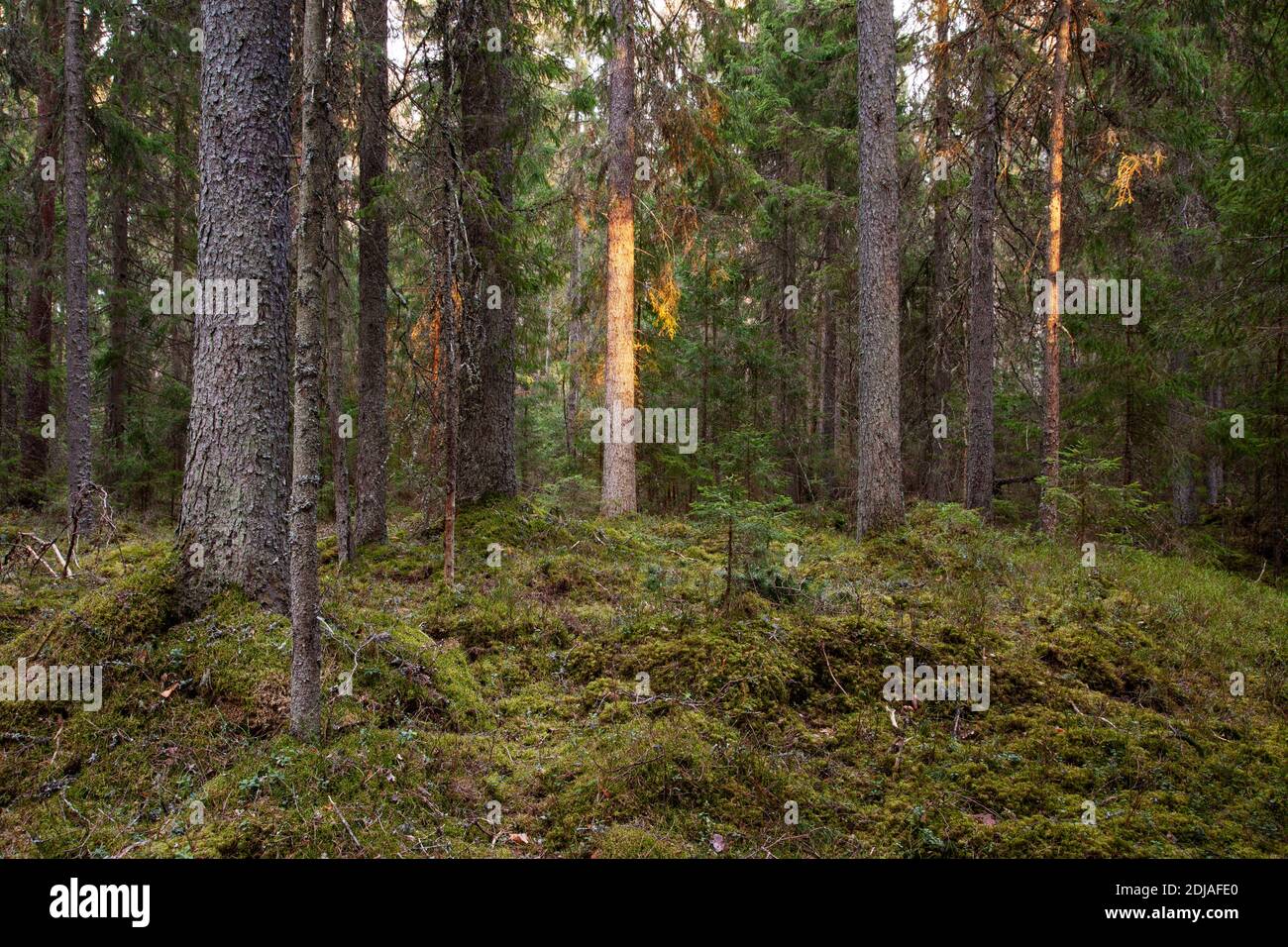Forêt boréale de conifères dans la nature estonienne, Europe du Nord. Banque D'Images