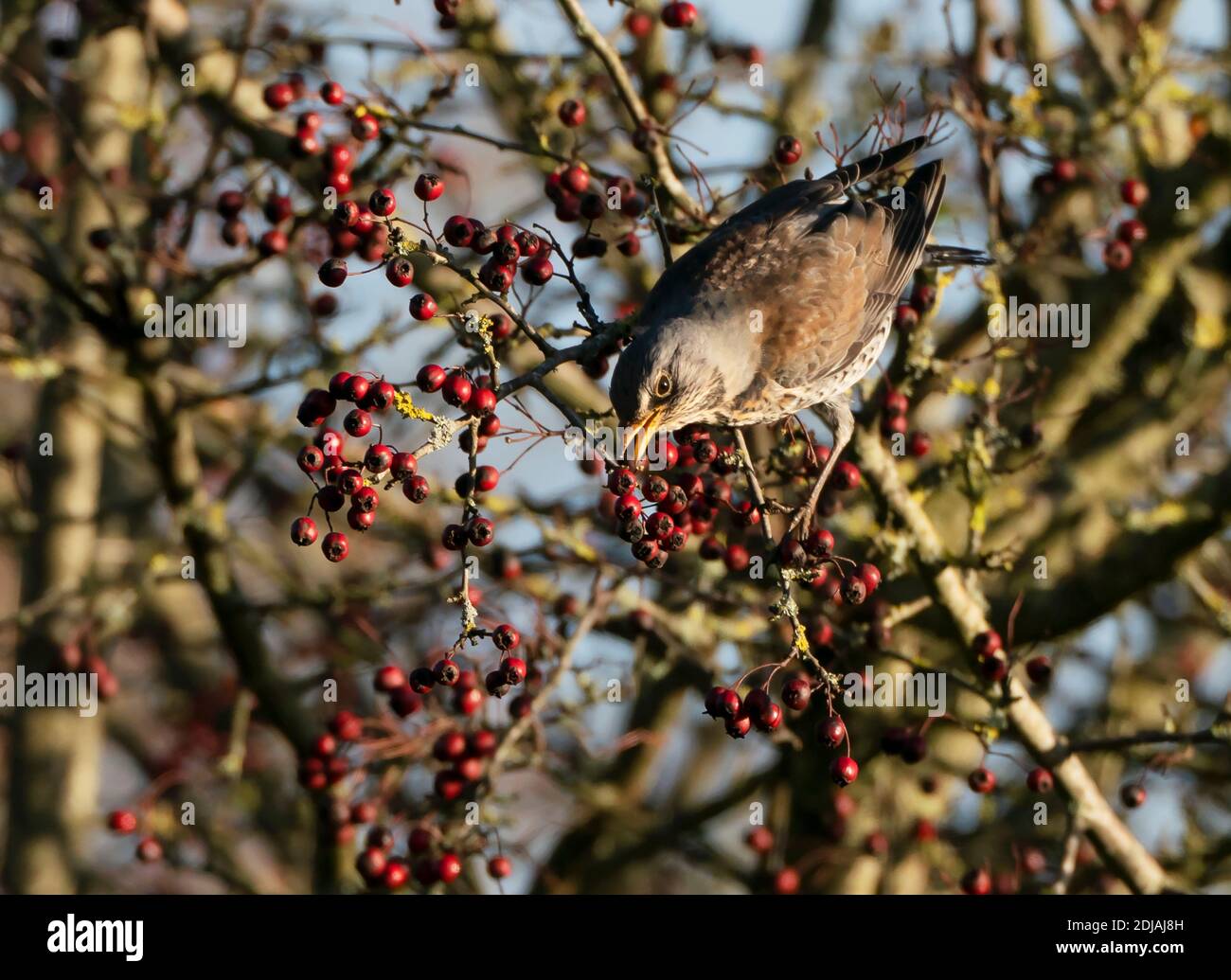 A Fieldfare (Turdus pilaris) se nourrissant de baies d'aubépine rouge, Cotswolds Banque D'Images