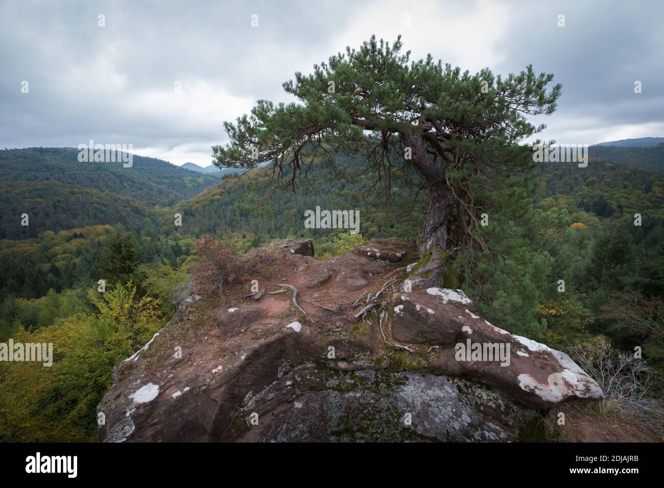 Vestiges de Burg Buntenstein, Pfälzerwald, Allemagne Banque D'Images