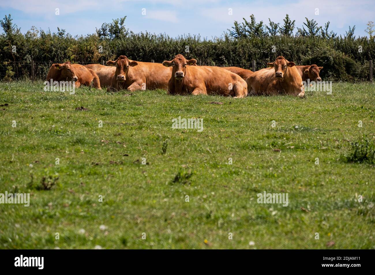 Troupeau de vaches de Jersey se détendant dans un champ le jour de l'été à Devon, Angleterre Banque D'Images