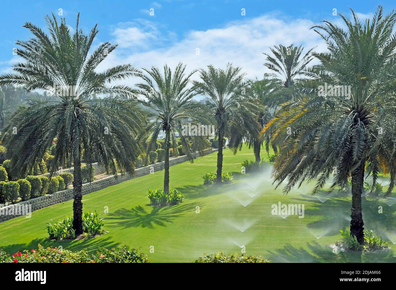 Arroseurs d'eau d'irrigation à Dubaï rangées de palmiers dans le jardin pulvérisant et arrosant de grandes pelouses vertes luxuriantes chaudes et ensoleillées Émirats arabes Unis eau Banque D'Images