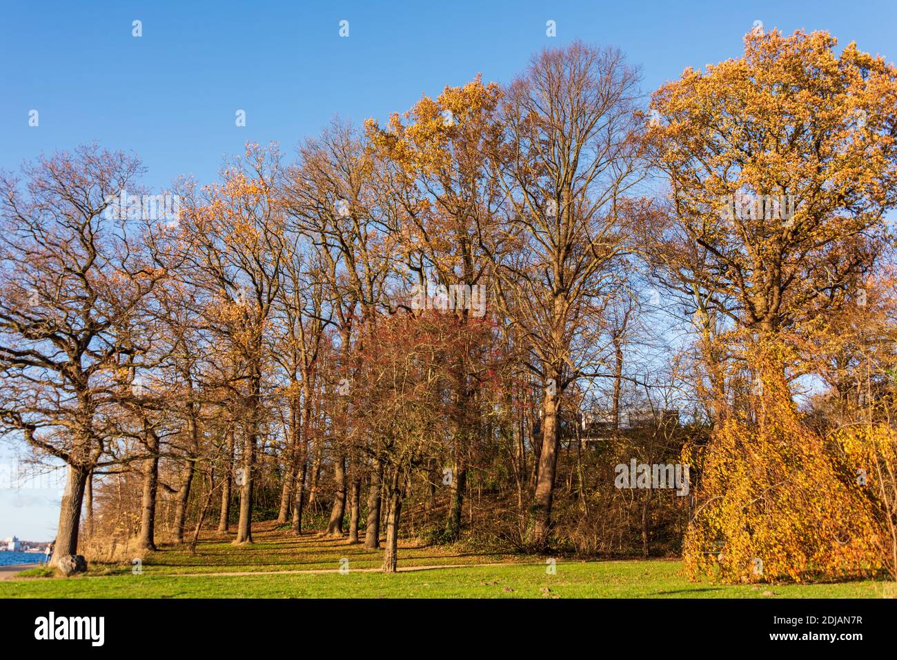 Herbstlicher Baumbestand am Fördewanderweg der Kieler Förde mit herbstlichen Farben Banque D'Images