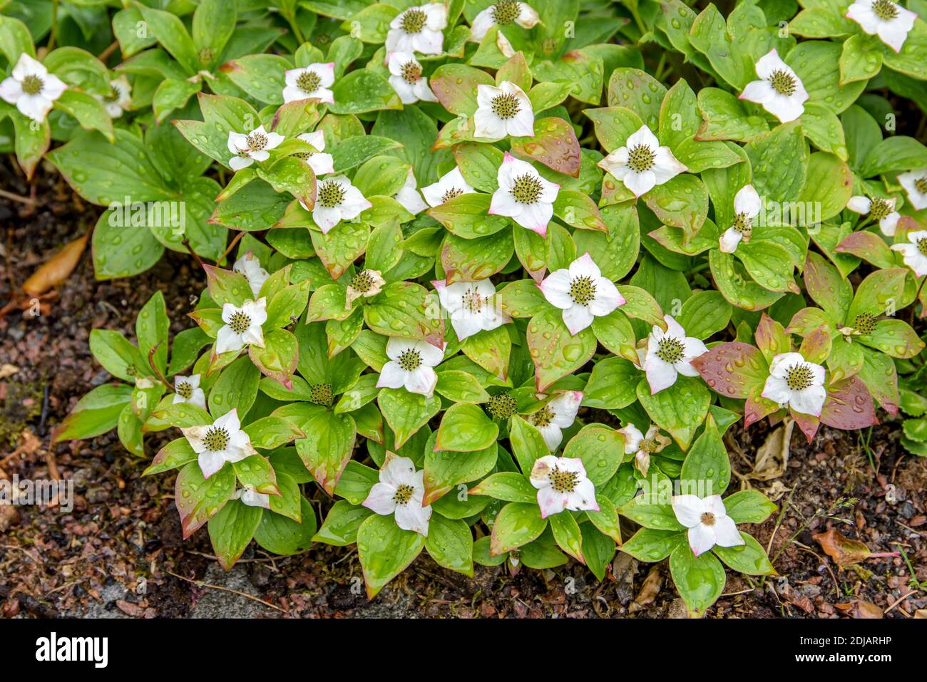 Teppich-Hartriegel (Cornus canadensis) Banque D'Images