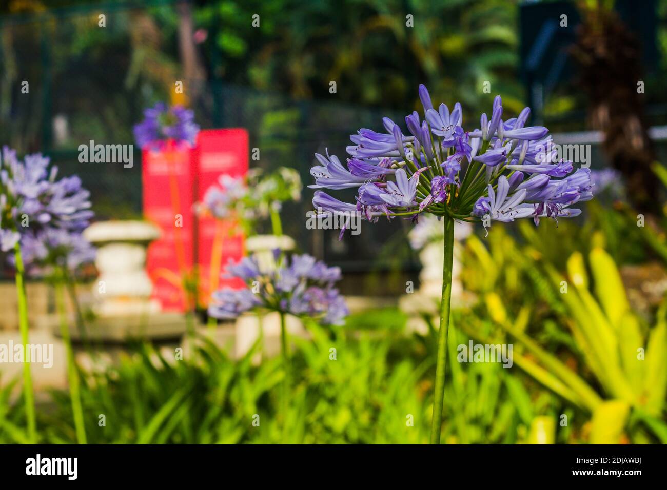 Lily du Nil dans le jardin du parc Banque D'Images