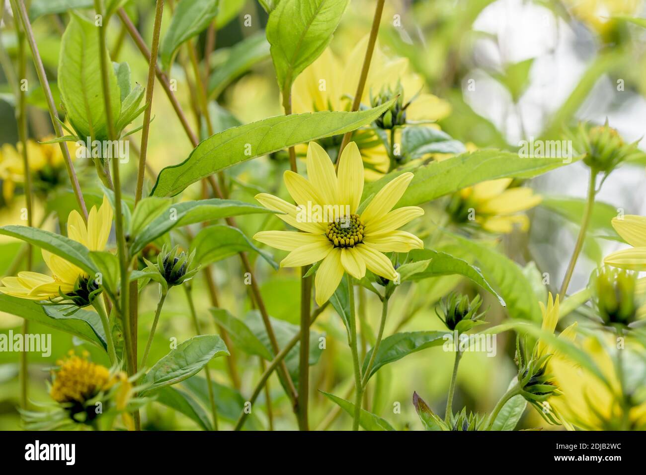 Kleinköpfige Sonnenblume (Helianthus 'Lemon Queen') Banque D'Images