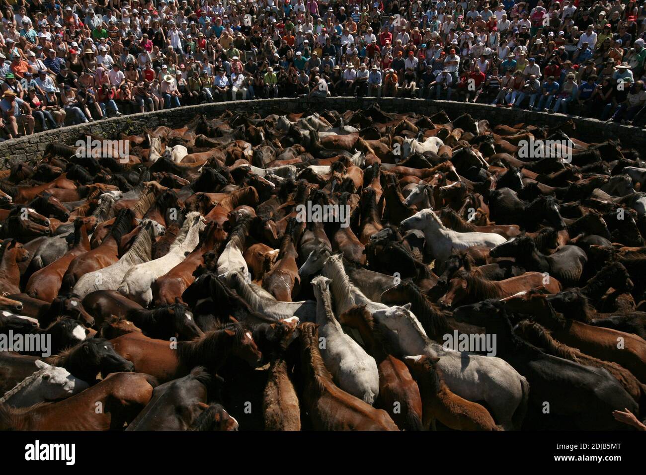 Des chevaux galiciens non brisés ont rempli le curro (arène ronde) pendant la Rapa das Bestas dans le village de Sabucedo en Galice, en Espagne. Les chevaux galiciens vivent gratuitement dans les pâturages des hautes terres tout au long de l'année. Un jour de juillet, six cents chevaux sont conduits ensemble jusqu'au village, où le festival traditionnel de la course de chevaux connu sous le nom de Rapa das Bestas (la tonte des bêtes) a lieu dans l'arène ronde connue sous le nom de curro. Les courageux combattants locaux, connus sous le nom d'aloitadores, doivent faire selle à chaque cheval, se moquent après le déplacement soudain des hautes terres à l'arène, puis couper leurs queues et leur manie Banque D'Images