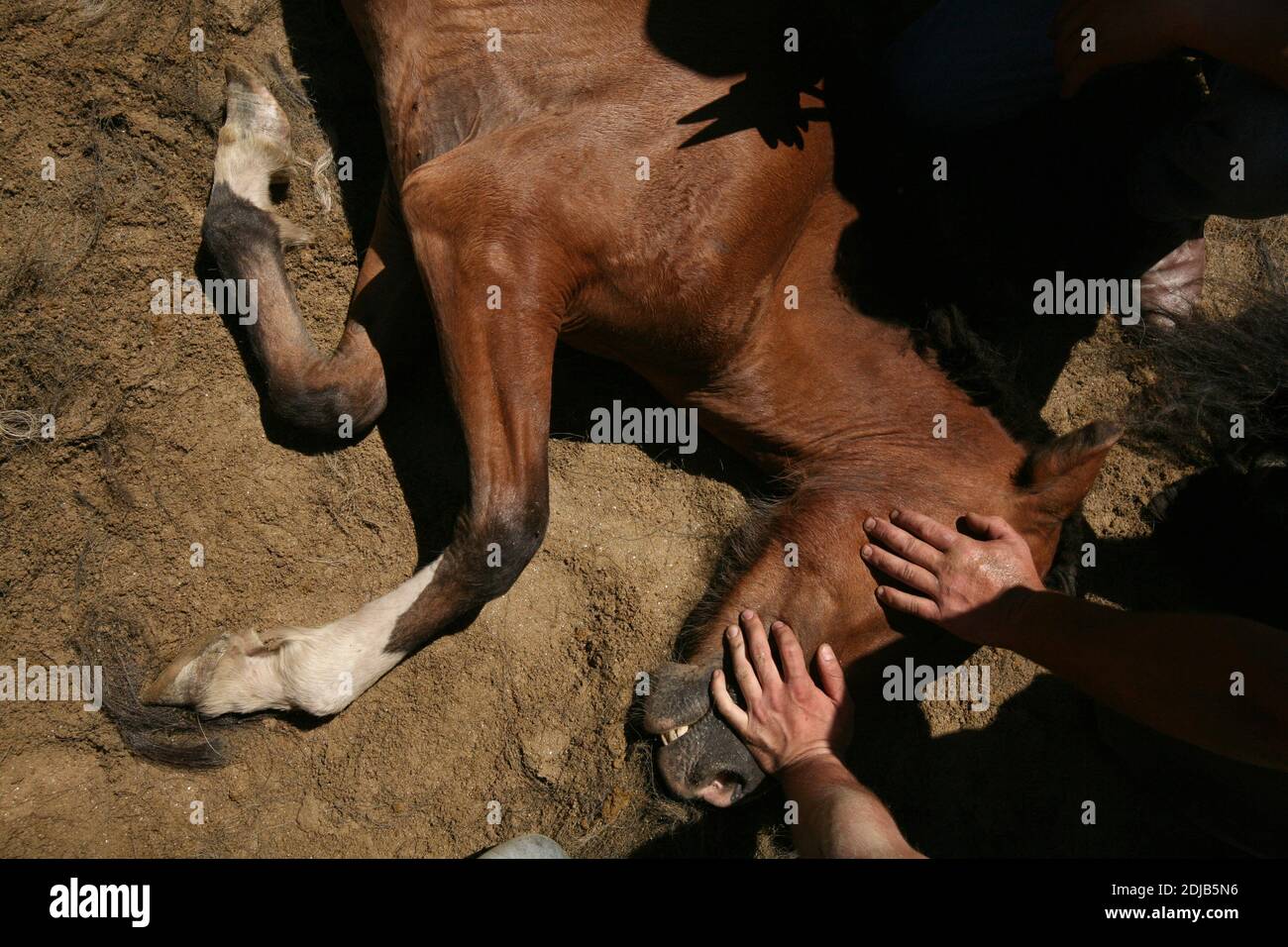 Galicien aloitadores (tasseurs de chevaux) se préparer à couper la manie d'un cheval non cassé pendant la Rapa das Bestas dans le village de Sabucedo en Galice, Espagne. Les chevaux galiciens vivent gratuitement dans les pâturages des hautes terres tout au long de l'année. Un jour de juillet, six cents chevaux sont conduits ensemble jusqu'au village, où le festival traditionnel de la course de chevaux connu sous le nom de Rapa das Bestas (la tonte des bêtes) a lieu dans l'arène ronde connue sous le nom de curro. Les courageux combattants locaux, connus sous le nom d'aloitadores, doivent carnaquiller chaque cheval, se moquent après le déplacement soudain des hautes terres à l'arène, puis Banque D'Images