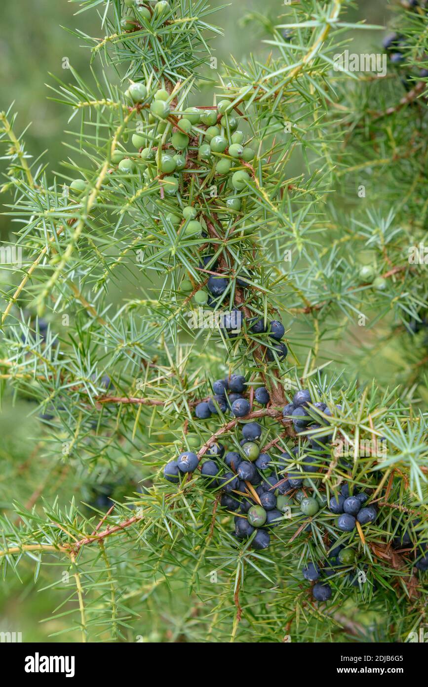 Gewöhnlicher Heide-Wacholder (Juniperus communis) Banque D'Images