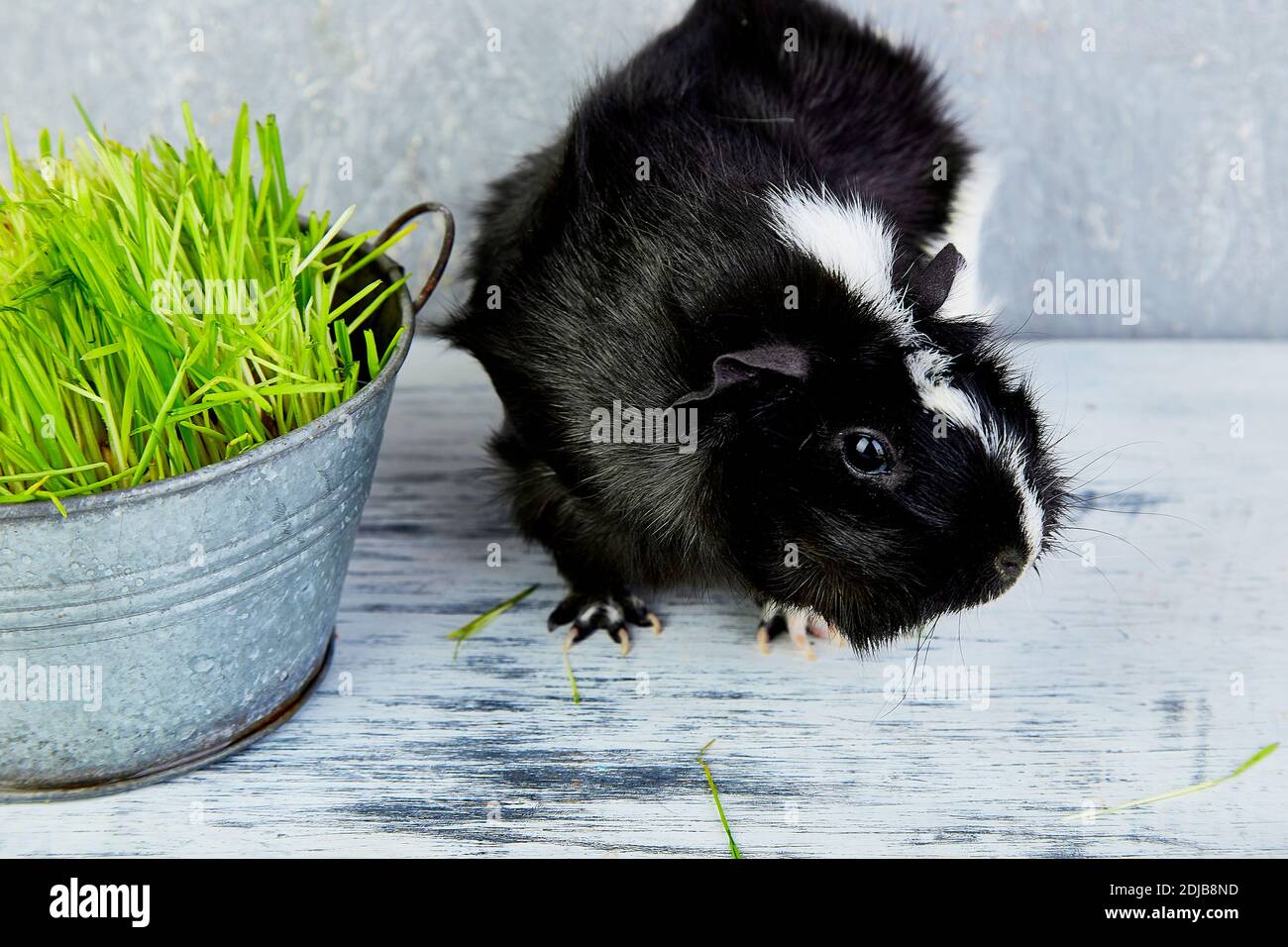 Blacck cochon près de vase avec de l'herbe fraîche. Foto Studio. Banque D'Images