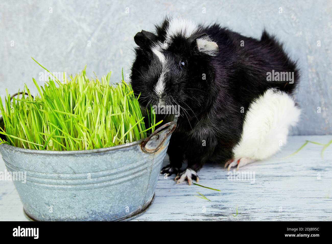 Blacck cochon près de vase avec de l'herbe fraîche. Foto Studio. Banque D'Images