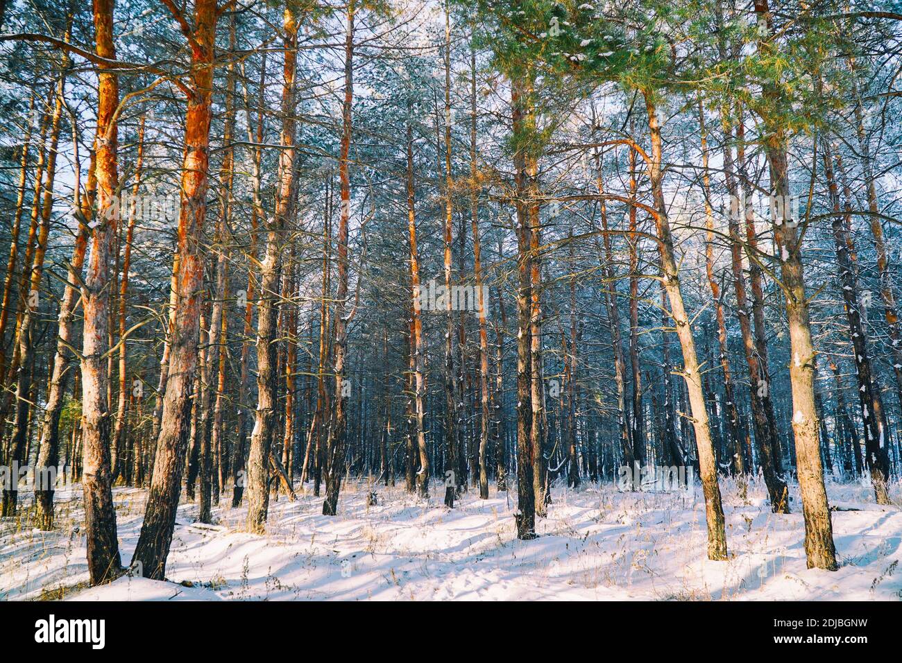 Forêt de pins d'hiver. Troncs de pin dans la forêt d'hiver Banque D'Images