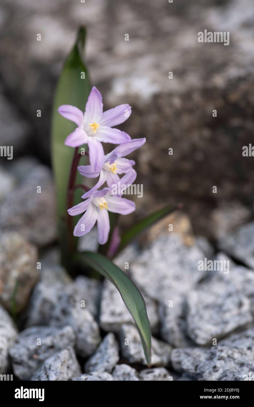 Chionodoxa x forbesii 'Pink Giant' - gloire de la neige Banque D'Images