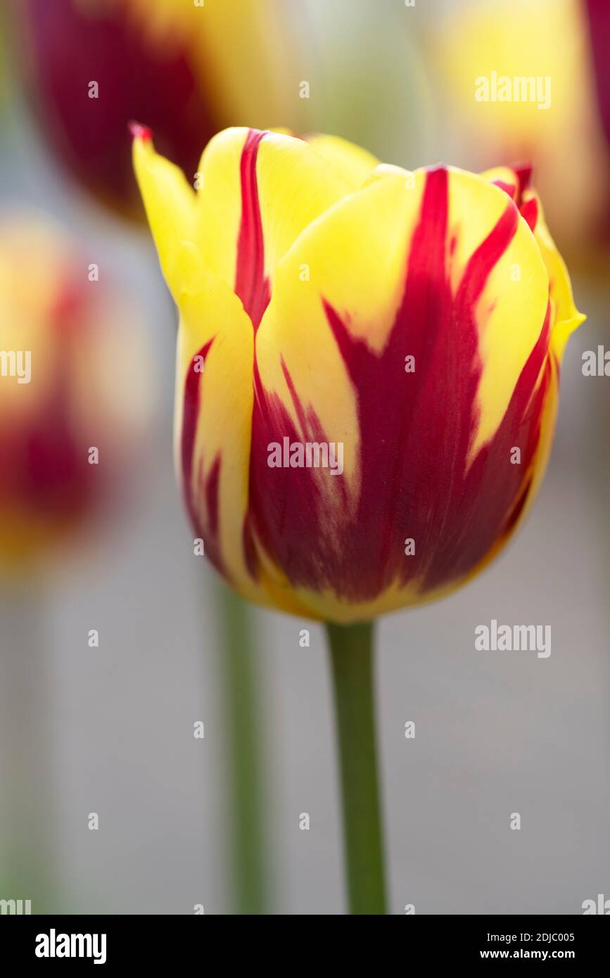 Tulipa 'Helmar' Banque D'Images