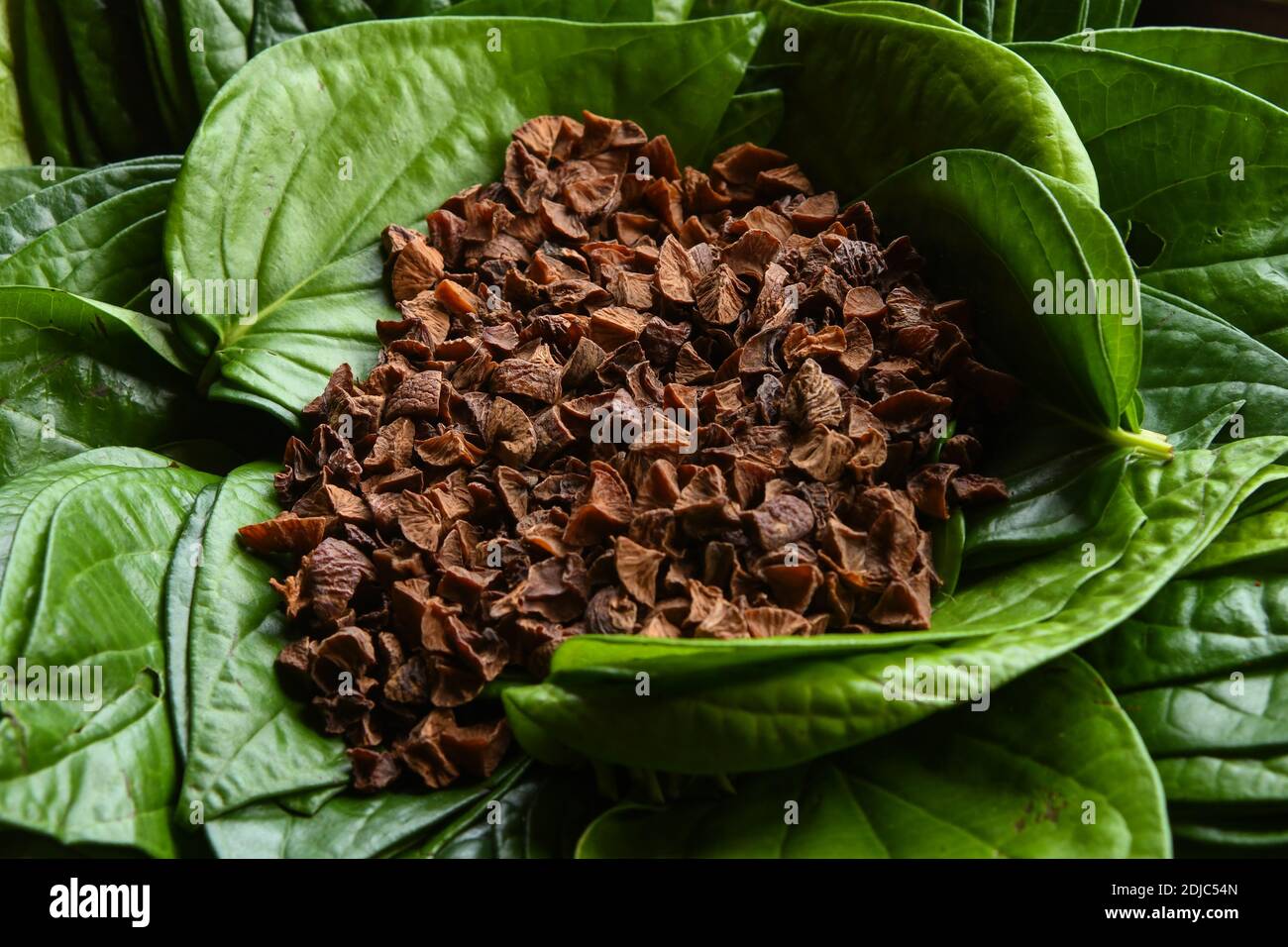noix de bétel sur les feuilles de bétel. PAN indien qui est utilisé pendant les célébrations et les cérémonies. Areca noix et fond de feuilles de PAN. Banque D'Images