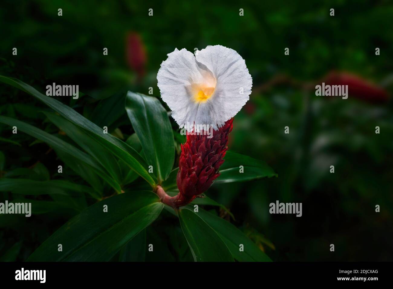 Close up de drapeau en spirale (Speciousus Costus) fleur. Hoomaluhia Botanical Garden, Oahu, Hawaii Banque D'Images