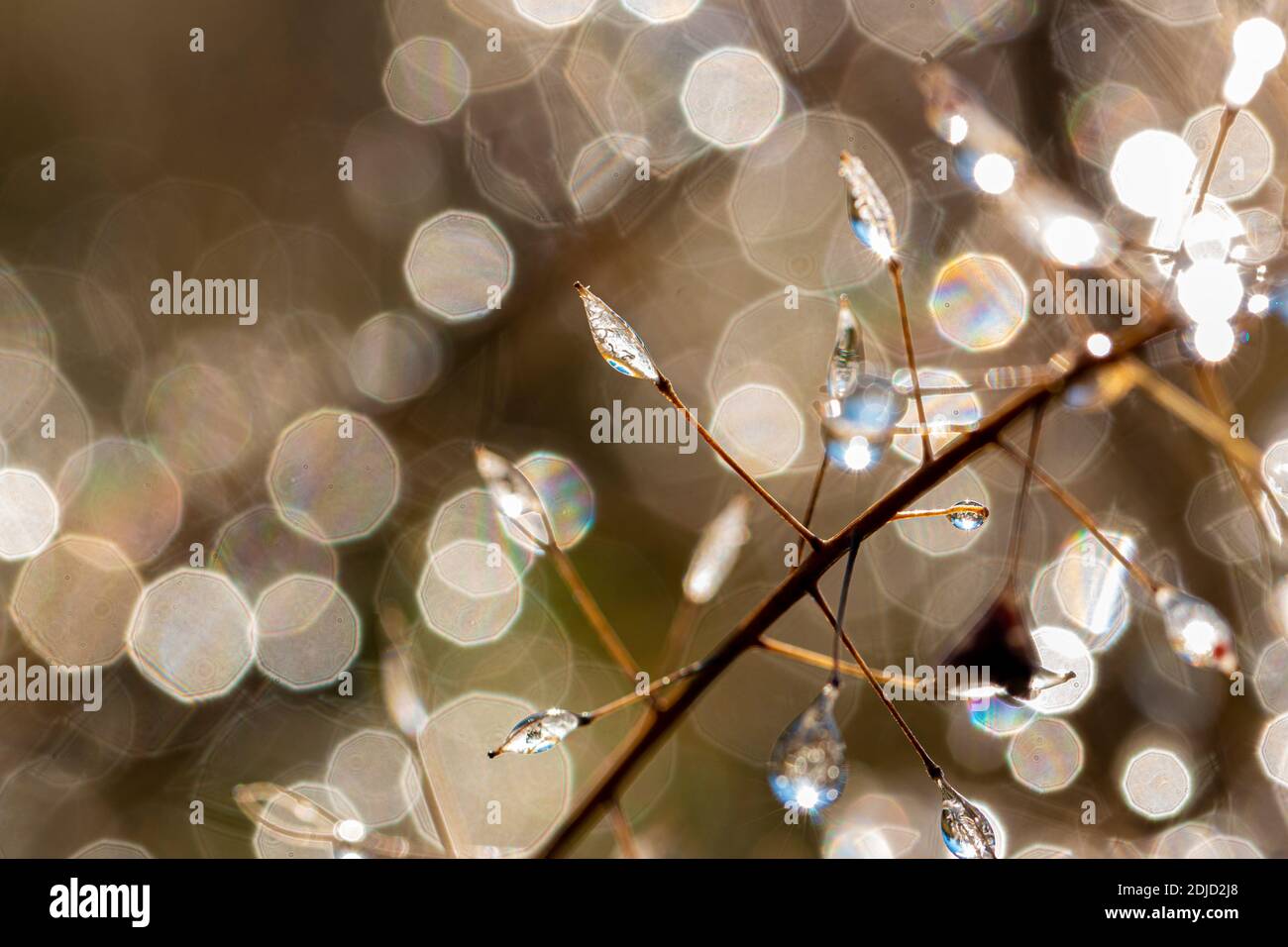 gouttes d'eau sur une plante Banque D'Images