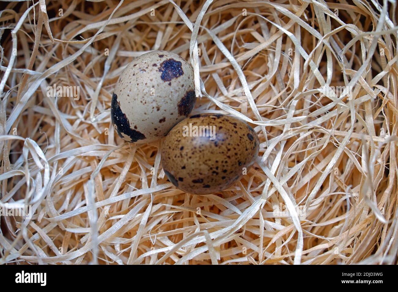 Deux œufs d'oiseau de caille japonais en nid Banque D'Images