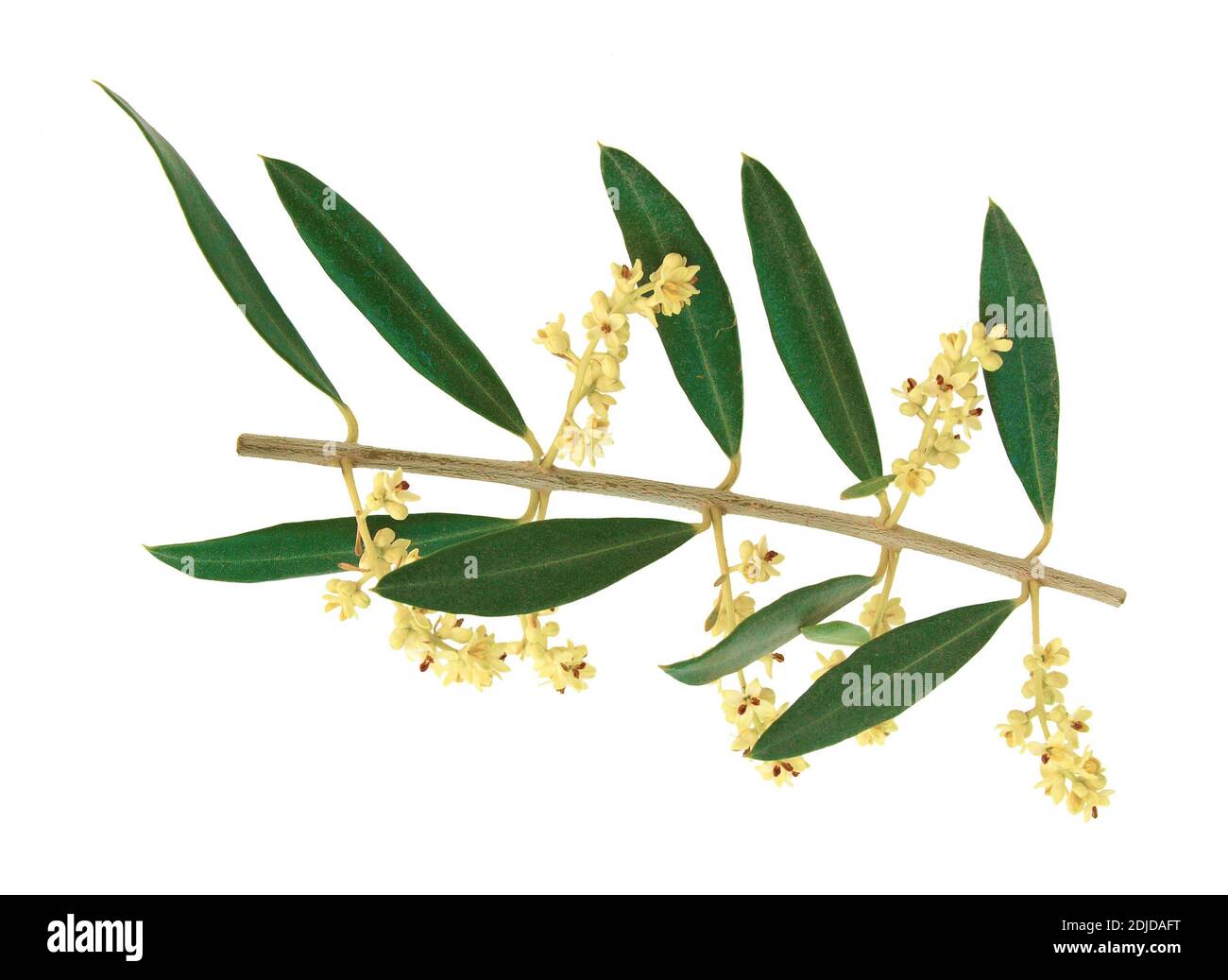 Olivier en fleur Banque de photographies et d’images à haute résolution