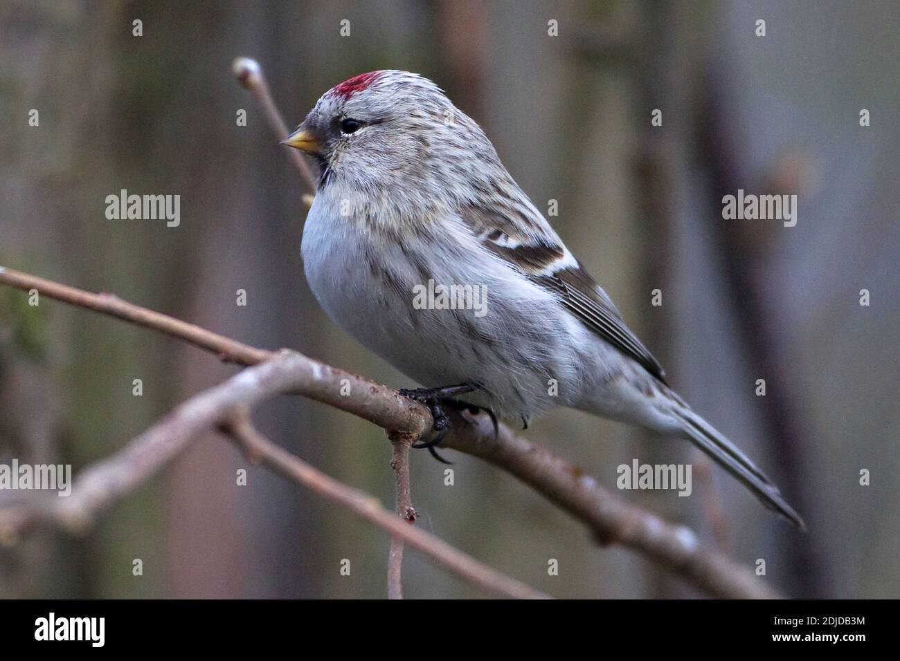 Sondage arctique de Coues (Carduelis hornemanni exilipes) Kelling Norfolk Royaume-Uni février 2012 Banque D'Images