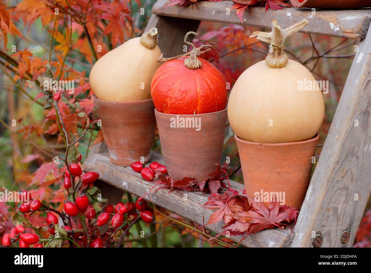 Exposition dans le jardin de citrouilles, de têtes de fleurs, de rosehIPS et de feuilles Acer colorées sur des marches en échelle en bois en automne. ROYAUME-UNI Banque D'Images