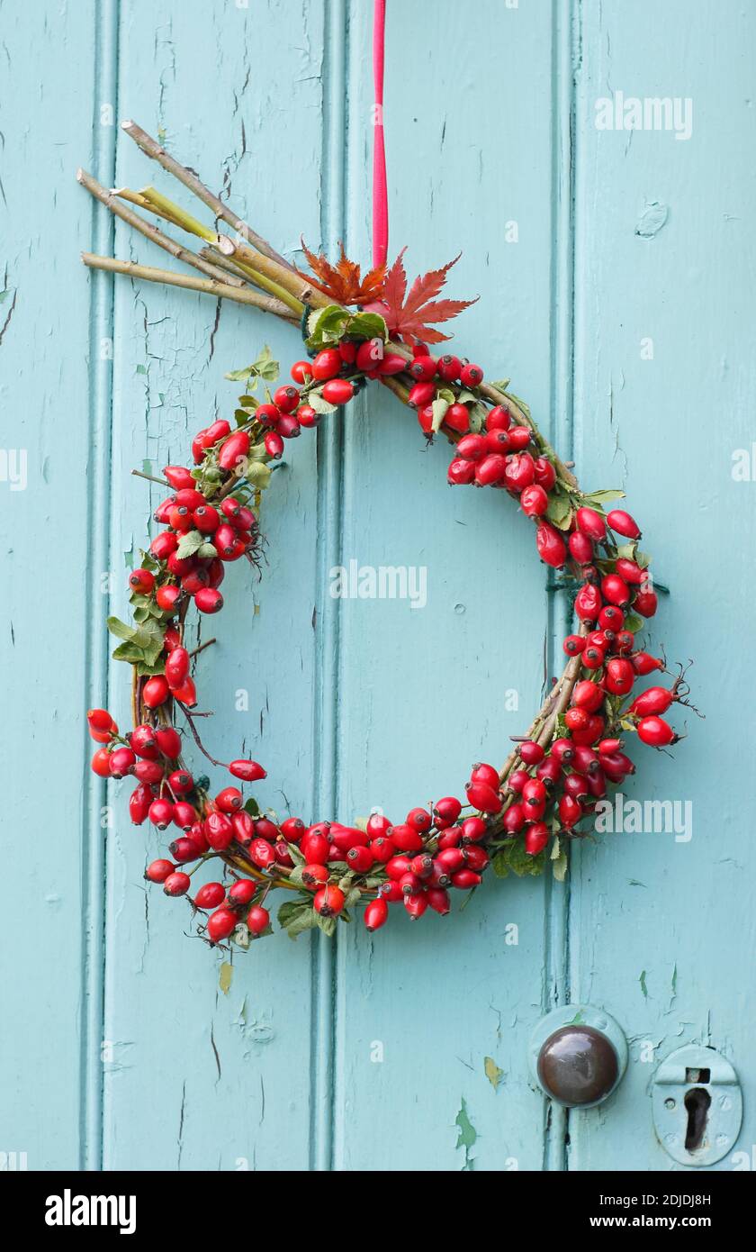 Couronne maison de rose musquée d'automne accrochée à une porte de hangar en bois. ROYAUME-UNI Banque D'Images
