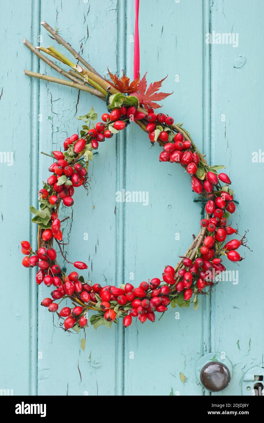Couronne maison de rose musquée d'automne accrochée à une porte de hangar en bois. ROYAUME-UNI Banque D'Images