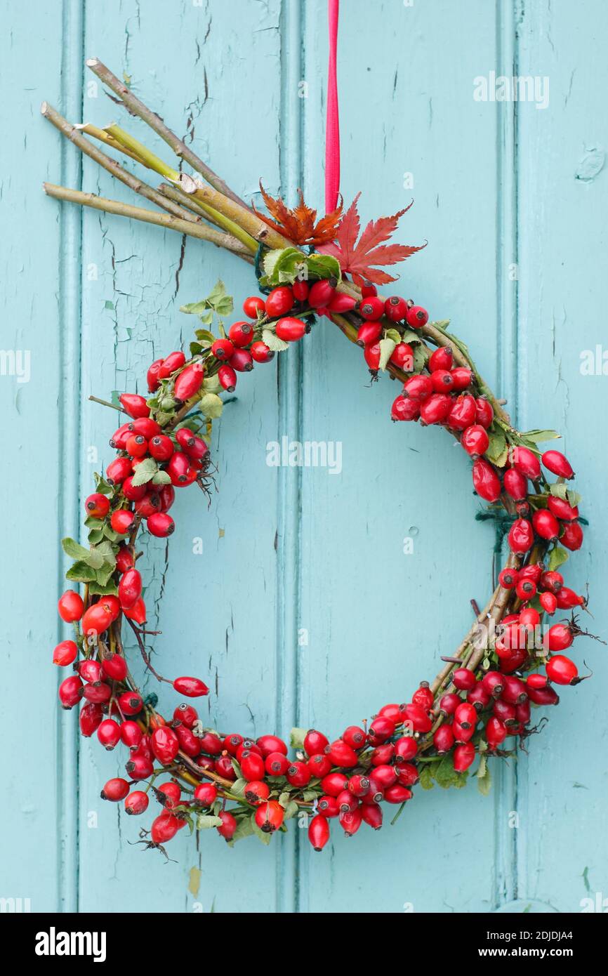Couronne maison de rose musquée d'automne accrochée à une porte de hangar en bois. ROYAUME-UNI Banque D'Images