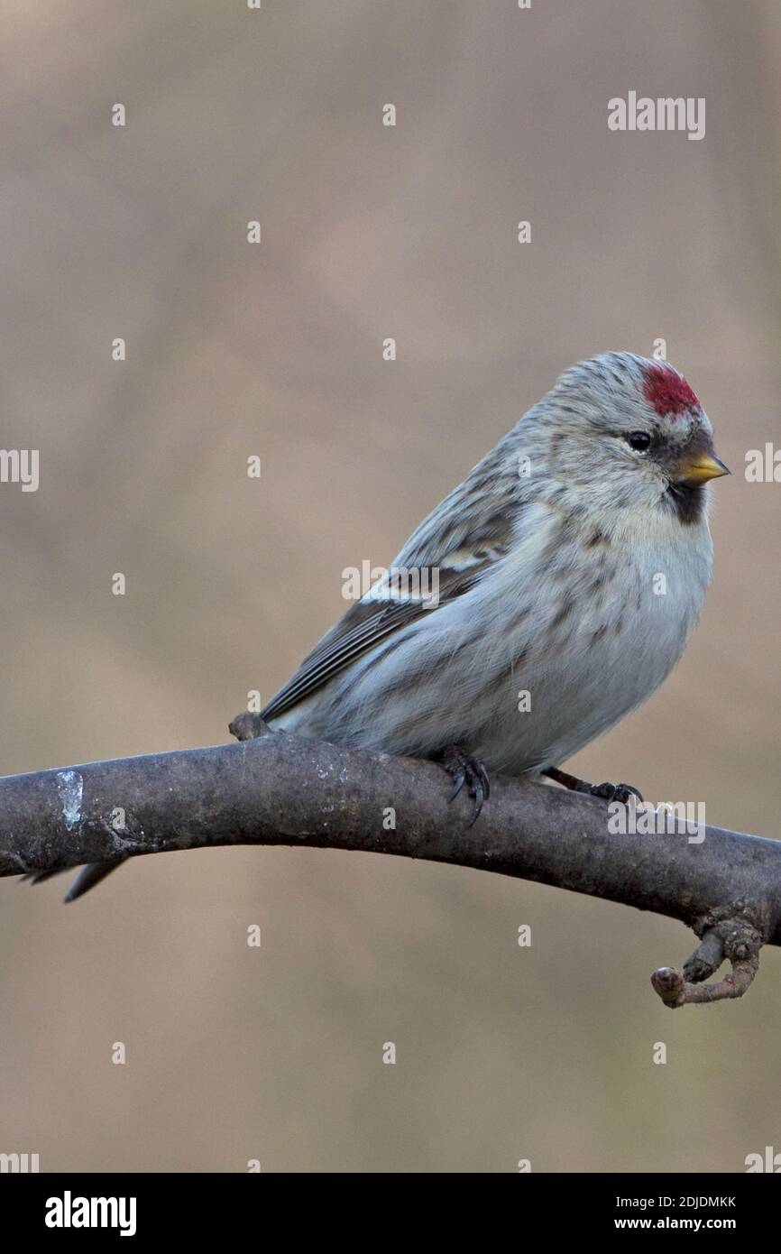 Sondage arctique de Coues (Carduelis hornemanni exilipes) Kelling Norfolk Royaume-Uni février 2012 Banque D'Images